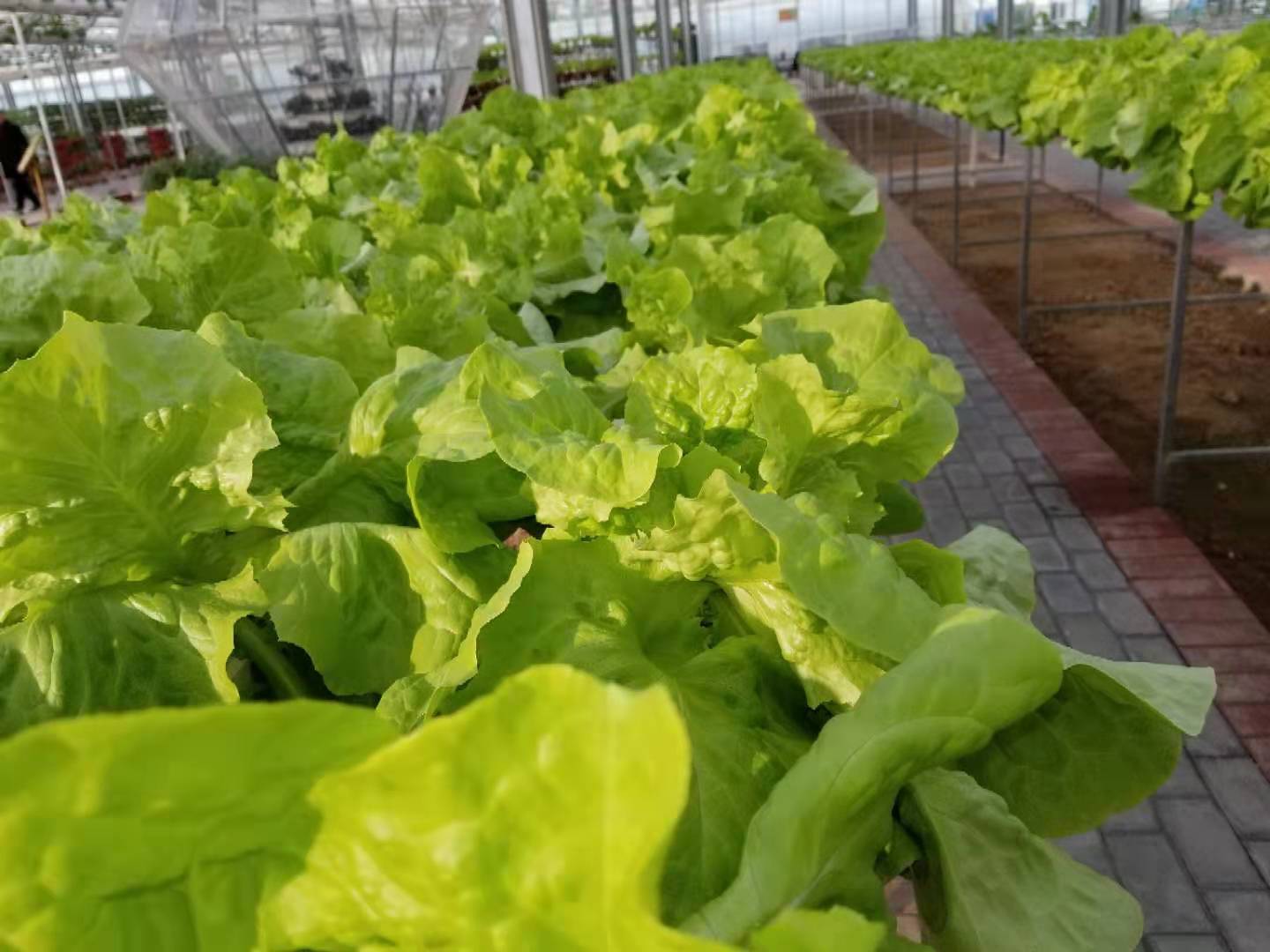河南葉縣：種植溫室大棚蔬菜奔小康